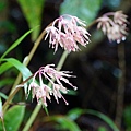 DSC00981.jpg