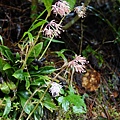 DSC00979.jpg