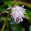 DSC00974.jpg