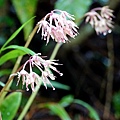 DSC00982.jpg