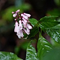 DSC00986.jpg