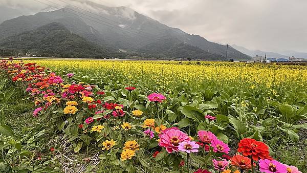 關山~池上。爛漫春色