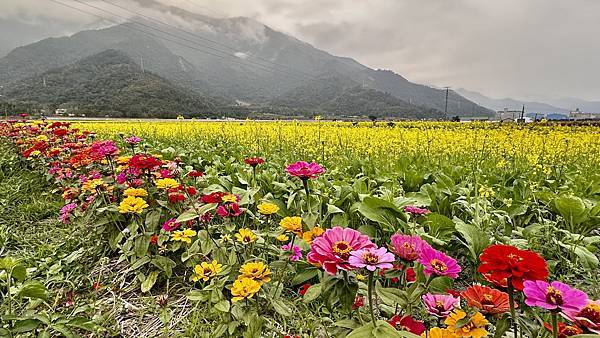 關山~池上。爛漫春色