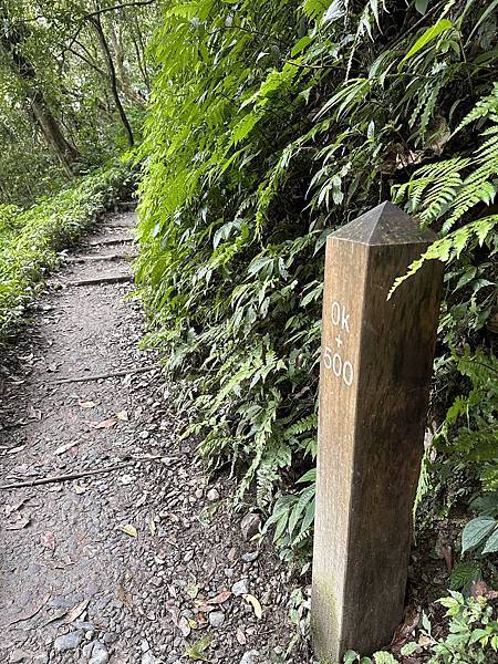 揮汗!毅力!擁抱美美抹茶山