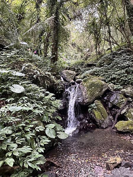 揮汗!毅力!擁抱美美抹茶山