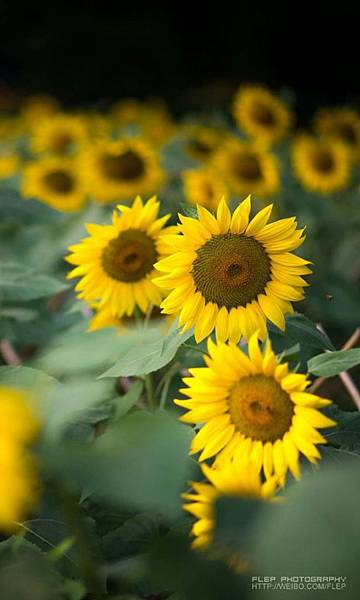 0725044.jpg 0725044.jpg