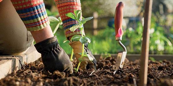 BACKGROUND-gardening.jpg