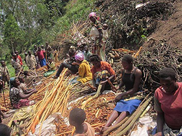 quinine cinchona harvest.jpg