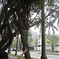 <台大校園2011/4/29>