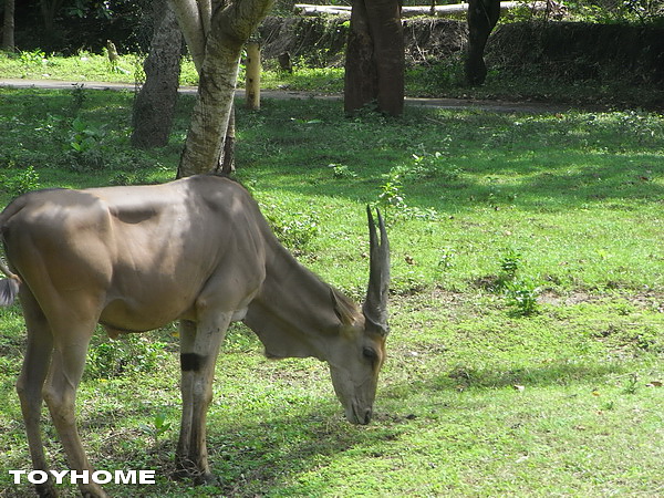 <峇里島-野生動物園>