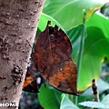 <台北市立動物園2011/8/27>