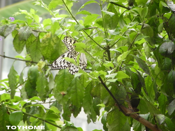 <台北市立動物園2011/8/27>