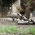 <台北市立動物園2011/8/27>