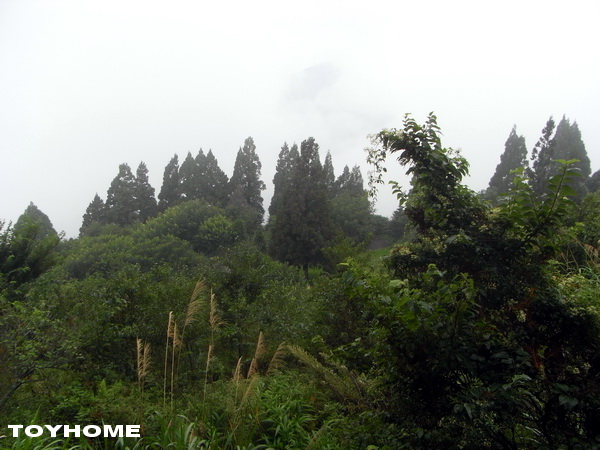 <埔里清境農場-青青草原>