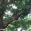 <東京上野動物園2007/8/19>