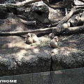 <東京上野動物園2007/8/19>