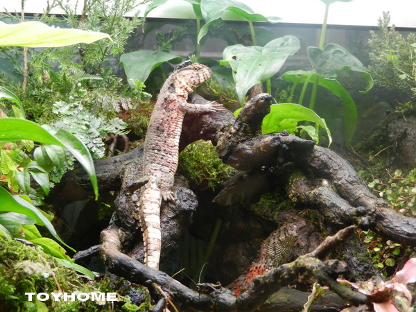 <台北市動物園2012/4/15>