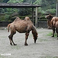 <台北市動物園2012/4/15>