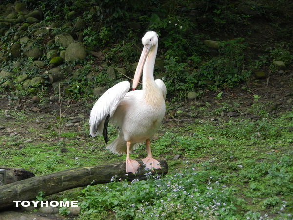 <台北市動物園2012/4/15>