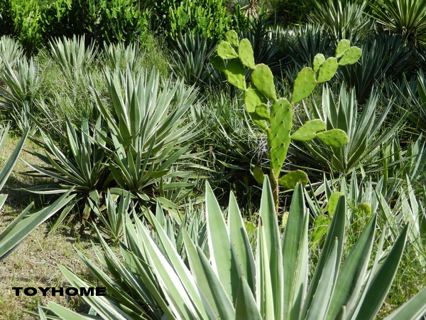 <台北植物園 2013/11/9>