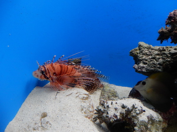 【員工旅遊】日本沖繩之旅 海洋博公園不能錯過的海水族館 20