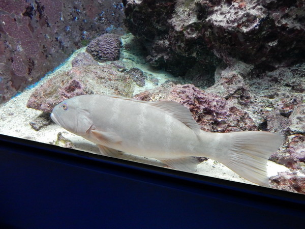 【員工旅遊】日本沖繩之旅 海洋博公園不能錯過的海水族館 20