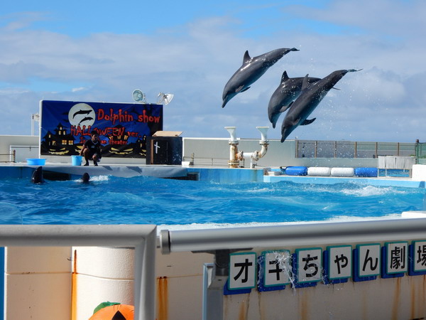 【員工旅遊】日本沖繩之旅 海洋博公園不能錯過的海水族館 20