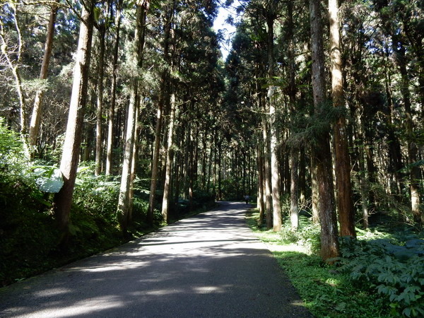 【懶人包】台灣中部以北適合全家大小的親山步道(持續更新)