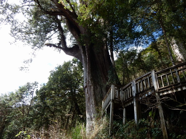 【旅遊】宜蘭四天三夜神木園泡湯之旅 行程規劃 2019/1/