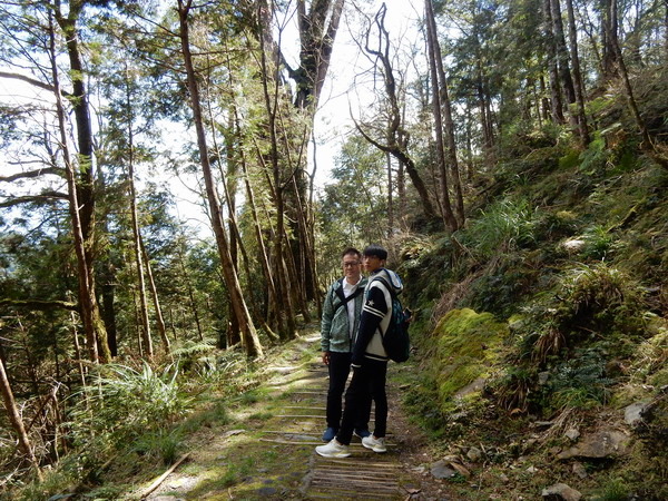 【旅遊】棲蘭神木園區 欣賞亞洲最大神木聚落自然景觀 2019