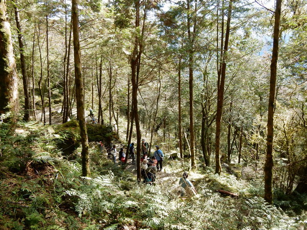 【旅遊】棲蘭神木園區 欣賞亞洲最大神木聚落自然景觀 2019