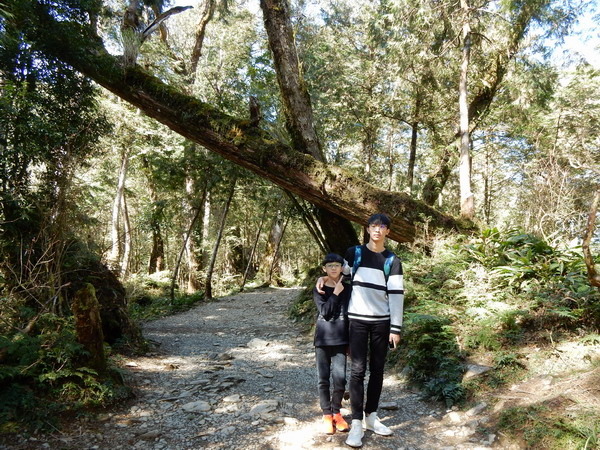 【旅遊】棲蘭神木園區 欣賞亞洲最大神木聚落自然景觀 2019