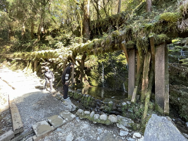 【旅遊】宜蘭太平山見晴懷古步道 踏著昔日運材軌道的軌跡 20