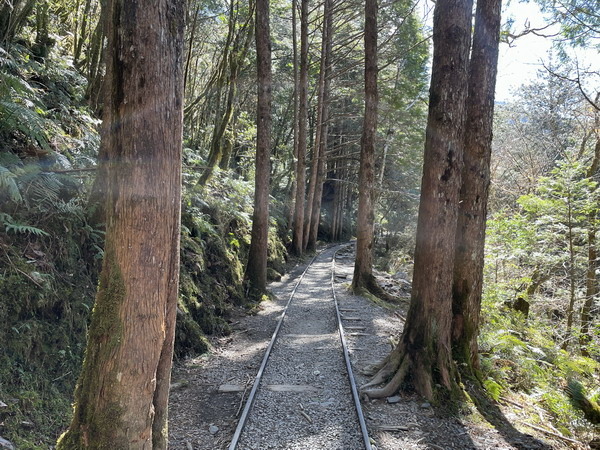 【旅遊】宜蘭太平山見晴懷古步道 踏著昔日運材軌道的軌跡 20