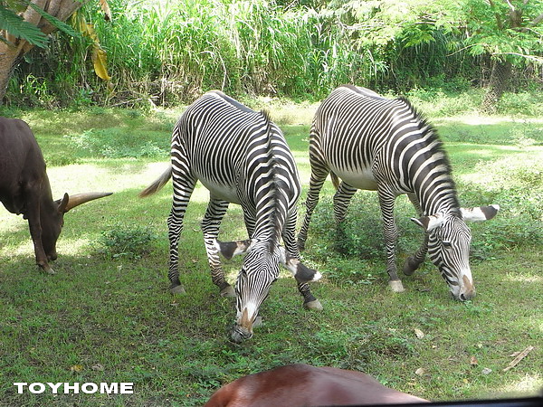 <峇里島-野生動物園>