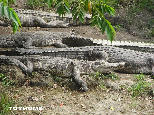 <峇里島-野生動物園>