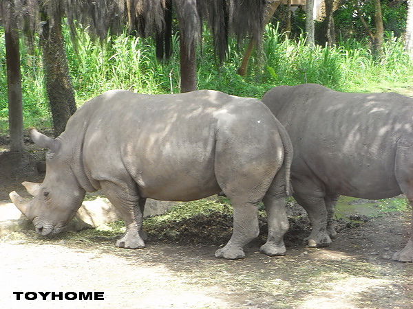 <峇里島-野生動物園>