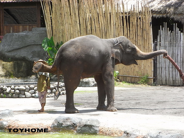 <峇里島-野生動物園>