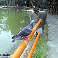 <台大校園2011/4/29>