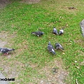 <台大校園2011/4/29>