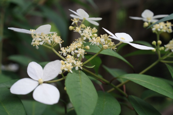 槴子花