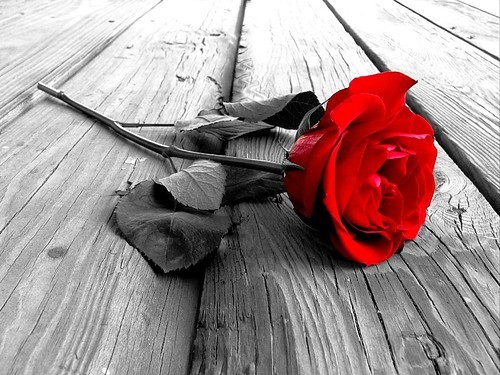rose,life,black,and,white,photography,red-fe0a7f94177cdf3906d5d66c738440ab_h.jpg