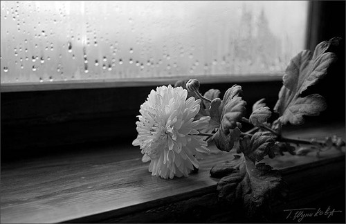 flower,window-7da403de0a50e6b7b0d97797b188a330_h.jpg