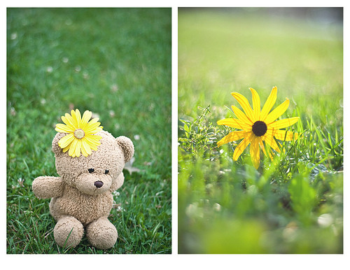 animal,floral,teddy,photography,bear,cute-1d9e19676d57b9acbd4d6261c77a4aa3_h.jpg