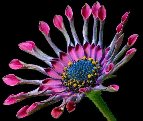 color,flower,inspirational,nature,pink,daisy-488579c59ca93109e7ffa33ea151aa39_h.jpg