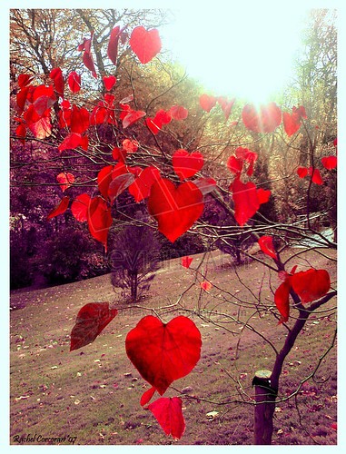 leaves,hearts,love,photography,trees,l-d612abbd4e2e21d32ab5142144593398_h.jpg