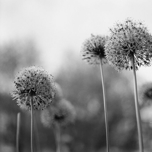 black,and,white,flowers-0308b8e80c688ea962c4d762c6400c9b_h.jpg