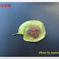 DSC00605.JPG
