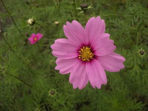 大波斯菊