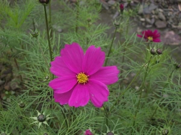 大波斯菊